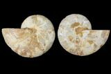 5.2" Cut & Polished Agatized Ammonite Fossil (Pair)- Jurassic - #131732-1